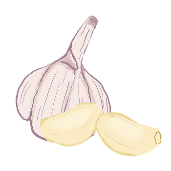 Ilustração de cabeça de alho